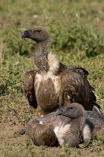 White-backed vulture