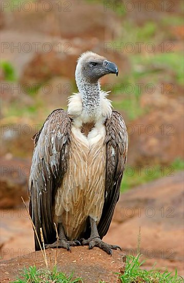 White-backed vulture