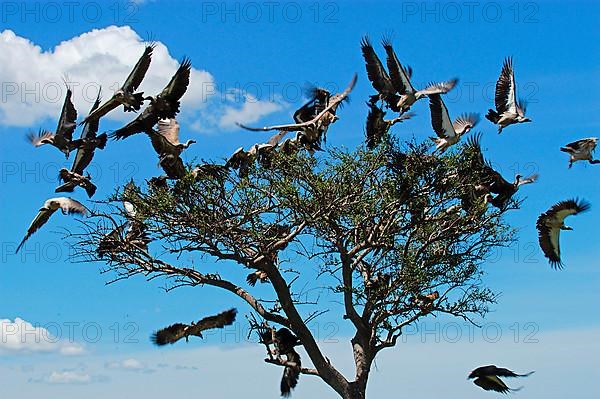 White-backed vulture