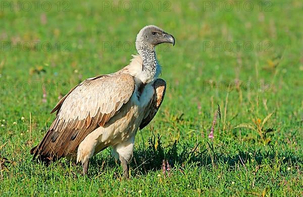 White-backed vulture