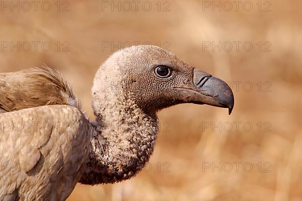 White-backed Vulture