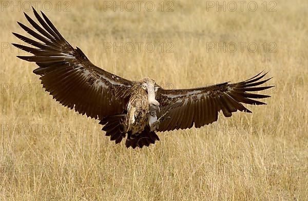 White-backed vulture