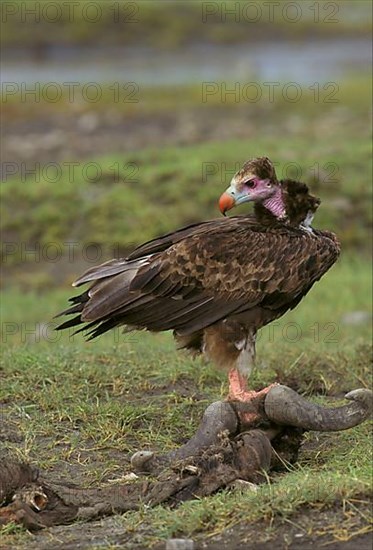 White-headed vulture