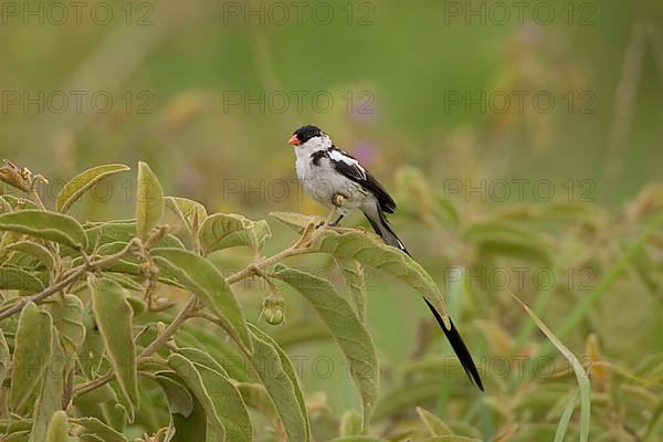 Pin tailed Whydah