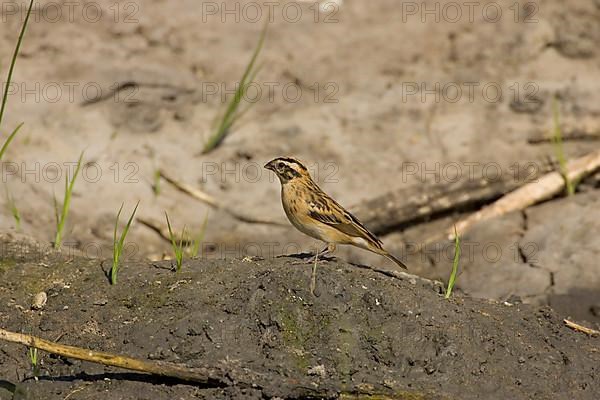 Pin tailed Whydah