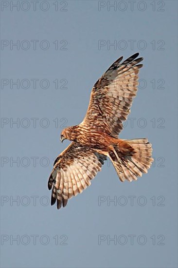 Mangrove Harrier