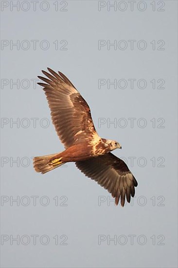 Mangrove Harrier