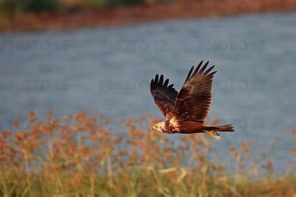 Mangrove Harrier