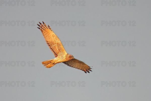 Mangrove Harrier