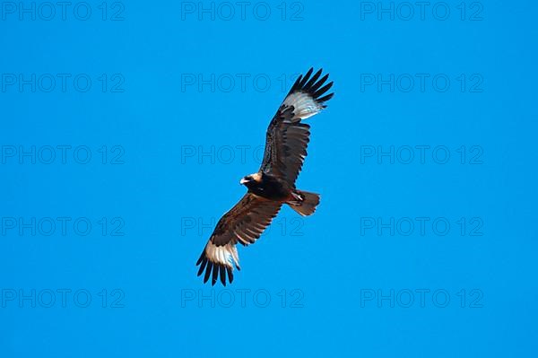 Black-breasted Buzzard