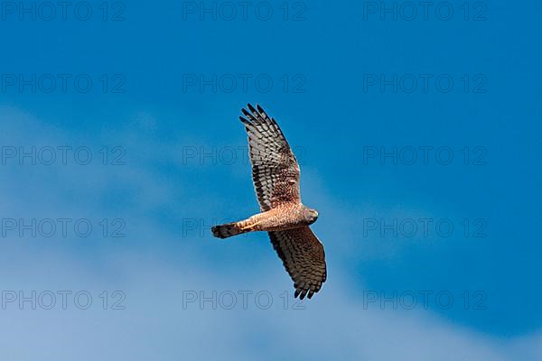 Cinereous Harrier