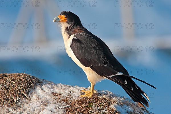 White-throated Caracara