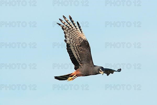 Long-winged Harrier