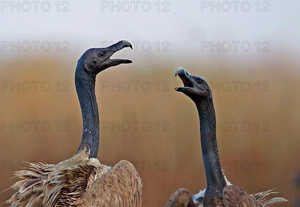 Slender-billed vulture