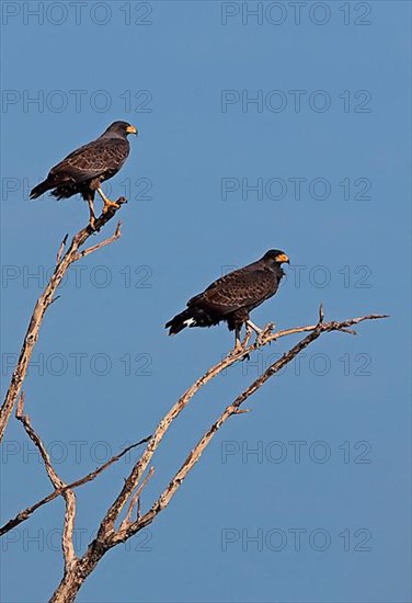 Cuban Black Hawk