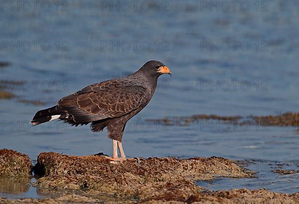 Adult Cuban Black Hawk