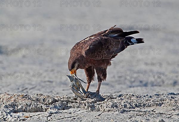 Cuban Black Hawk