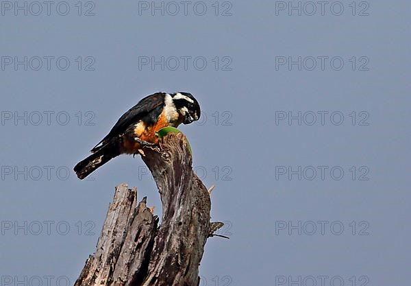 Adult Black-throated Hawk