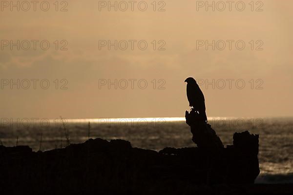 Galapagos Hawk