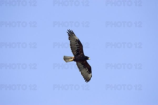 Galapagos Hawk