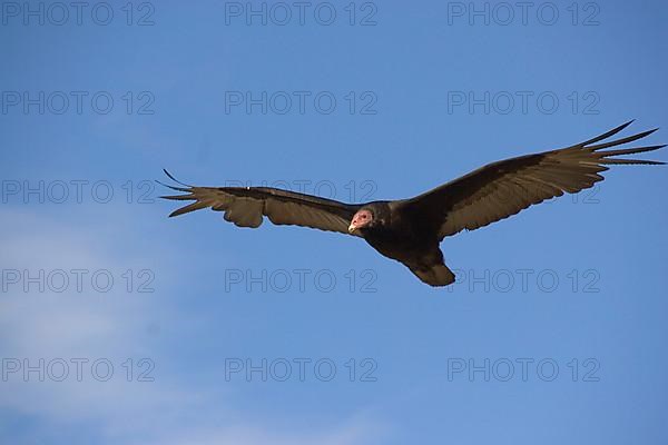 Turkey vulture