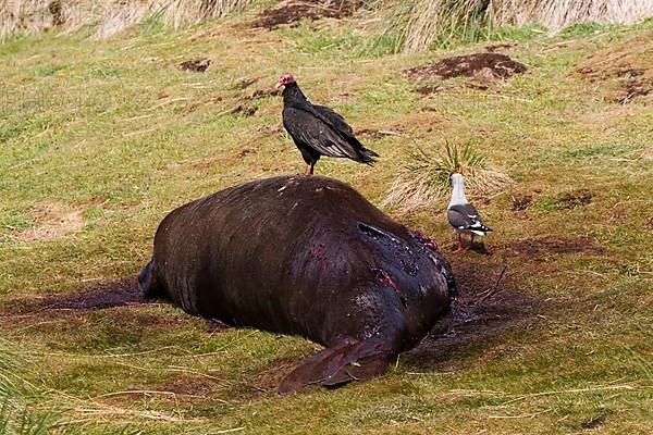 Turk's vulture on dead elephant seal