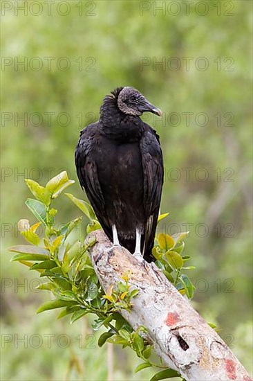 Black Vulture