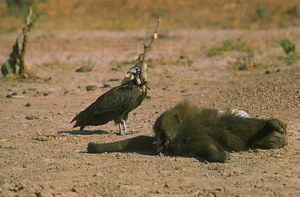 Hooded vulture