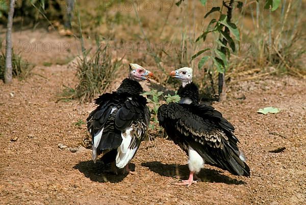 White headed Vultures