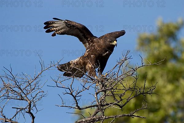 Galapagos Hawk