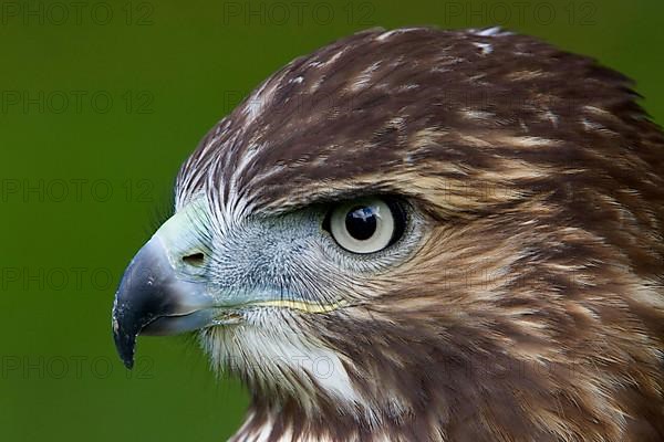 Red-tailed Hawk