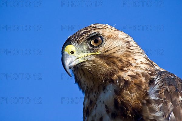 Galapagos Hawk