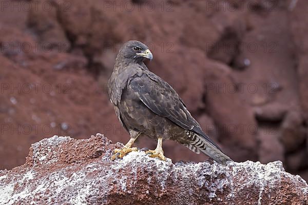 Galapagos Hawk