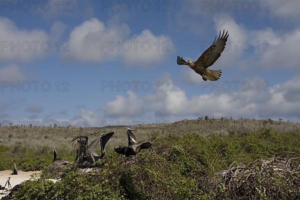 Young Galapagos Falcon nesting Brown Pelican on Santa Fe Island