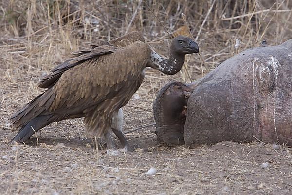 White-backed Vulture