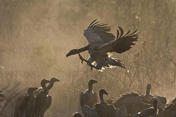 White-backed Vulture