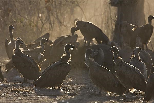 White-backed Vultures