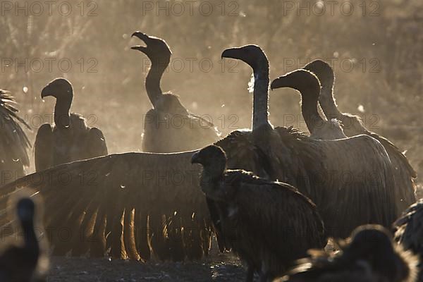 White-backed vultures