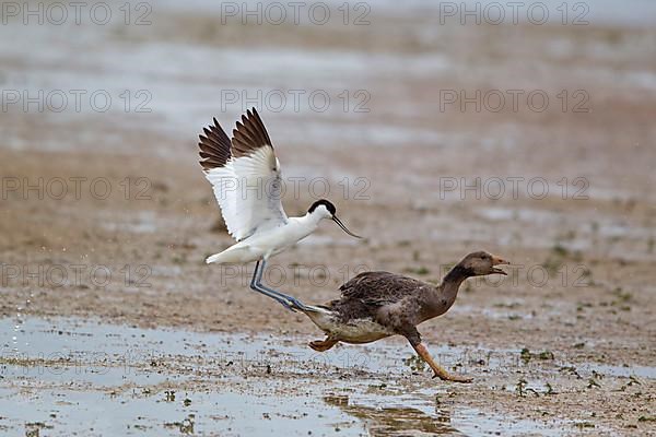 Eurasian Avocet