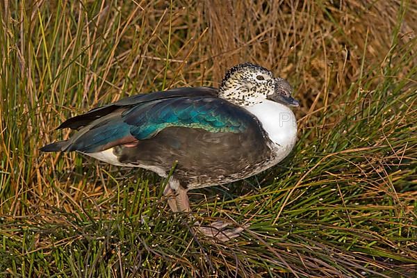 South American crested duck