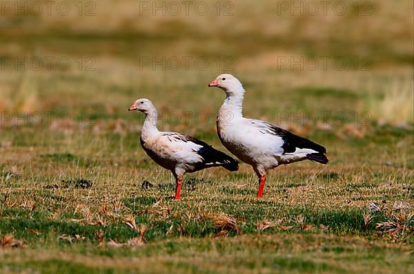 Andean goose