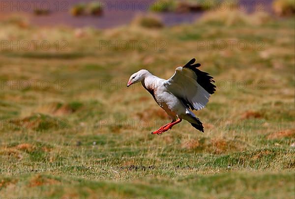 Andean goose