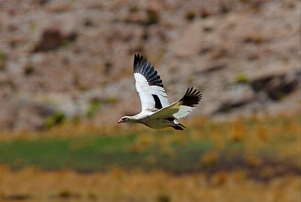 Andean goose