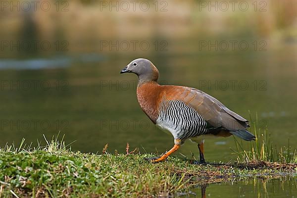 Ashy-headed Goose