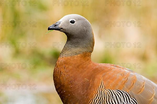 Ashy-headed Goose