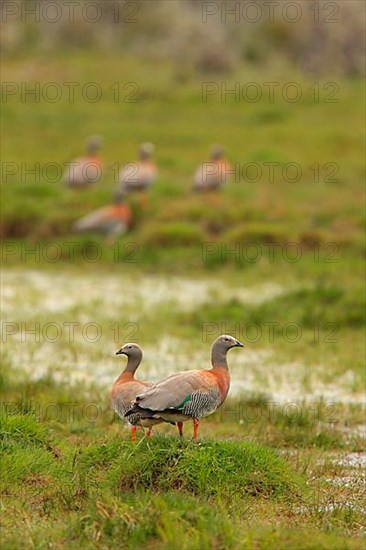 Ashy-headed Goose