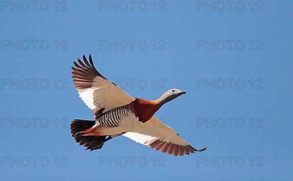 Ashy-headed Goose