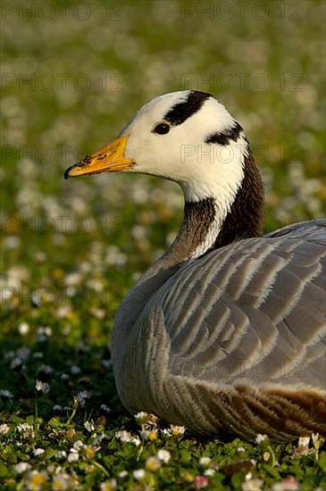 Bar-headed goose