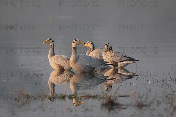 Bar-headed goose