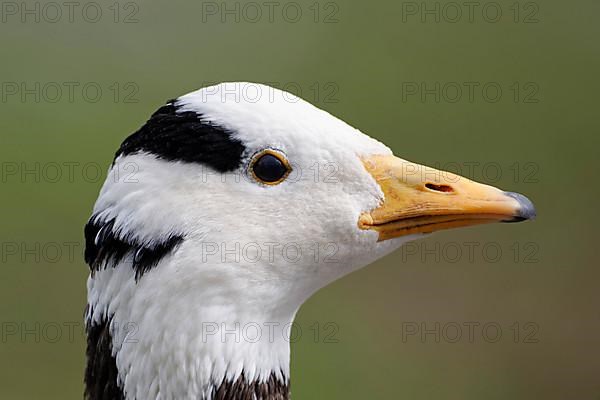 Bar-headed goose